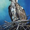 Ophelia the High River Osprey,, 20" x 30", acrylic on canvas