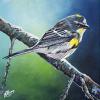 Yellow-rumped Warbler, 12" x 12", acrylic on gallery canvas
