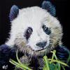 Panda Bear on Black, 16" x 16", acrylic on canvas