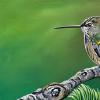 Rufous Hummingbird, 12" x 36", acrylic on gallery canvas