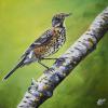 Juvenile American Robin, 20" x 20", acrylic on gallery canvas