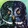 Great Grey Owl, 9" x 12", acrylic on canvas