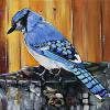 Bluejay, 12" x 18", acrylic on canvas