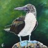 Blue Footed Booby, 16" x 16", acrylic on canvas