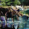 Atlantic Moose, 20" x 30", acrylic on canvas