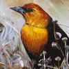Frank Lake Yellow-Headed Blackbird, 12" x 16", acrylic on canvas
