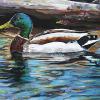 Mallard, 12" x 18", acrylic on canvas