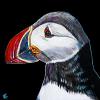 Puffin on Black, 16" x 16", acrylic on canvas