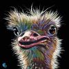 Ostrich on Black, 12" x 12", acrylic on canvas