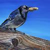 Birdsong Bluejay, 12" x 18", acrylic on canvas