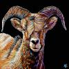 Rocky Mountain Sheep on Black, 16" x 16", acrylic on gallery canvas