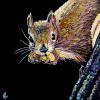 Sammy Squirrel on Black, 16" x 16", acrylic on canvas