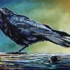 Deep Cove Raven, 12" x 16", acrylic on canvas