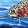 Rainbow Trout, 18" x 18", acrylic on canvas