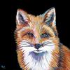 Fox on Black, 16" x 16", acrylic on canvas