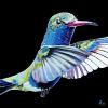 Hummingbird on Black, 16" x 16", acrylic on canvas