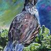 Osoyoos Quail, 12" x 18", acrylic on canvas