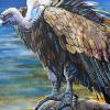 Griffon Vulture, 16" x 24", acrylic on canvas