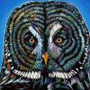 Great Grey Owl, 18" x 24", acrylic on canvas