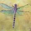 Dragonfly, 36" x 36", acrylic on canvas